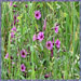 Kas Pathar Flowers Of Valley images9
